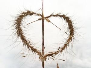 Heart art made of elymus grasses (contributed)
