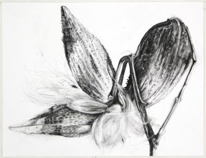  "Milkweed" by Tara Shukla