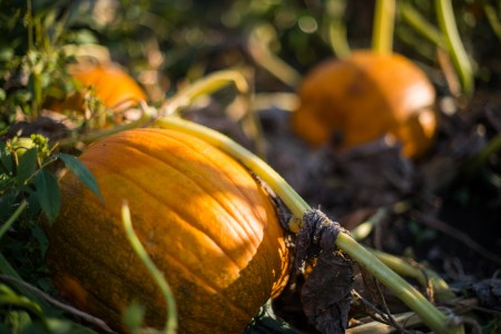Just one of the luscious pumpkins available to pick at Uncle Bill’s pumpkin patch. Photo by John Brady. 