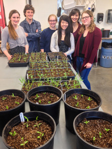 Students repotted plants that attract monarch butterflies in the Greenhouse on Tuesday. Contributed Photo.